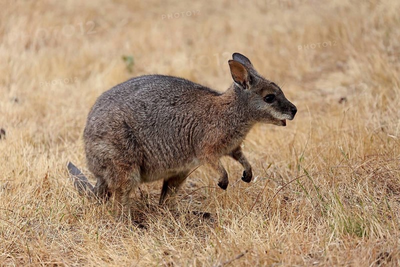 Derby wallaby