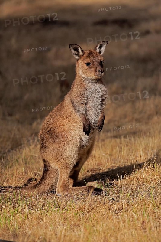 Kangaroo Island kangaroo