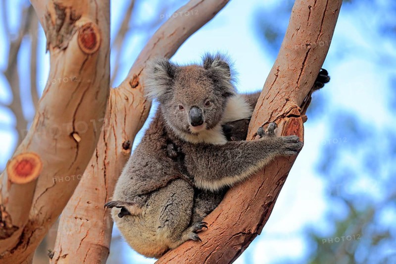 Koala
