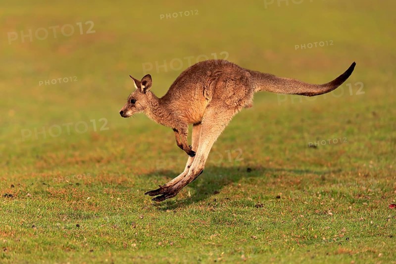 Eastern giant grey kangaroo