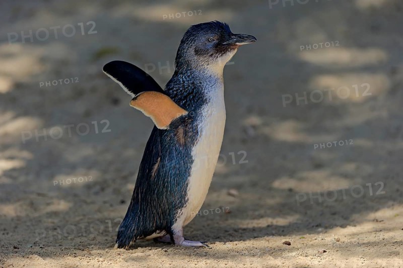Little penguin