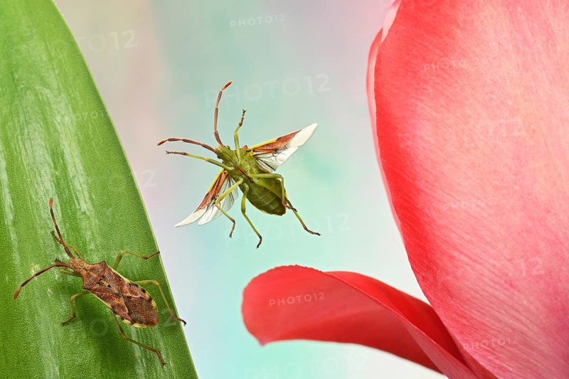 Box bug