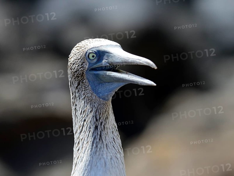Blue-footed booby