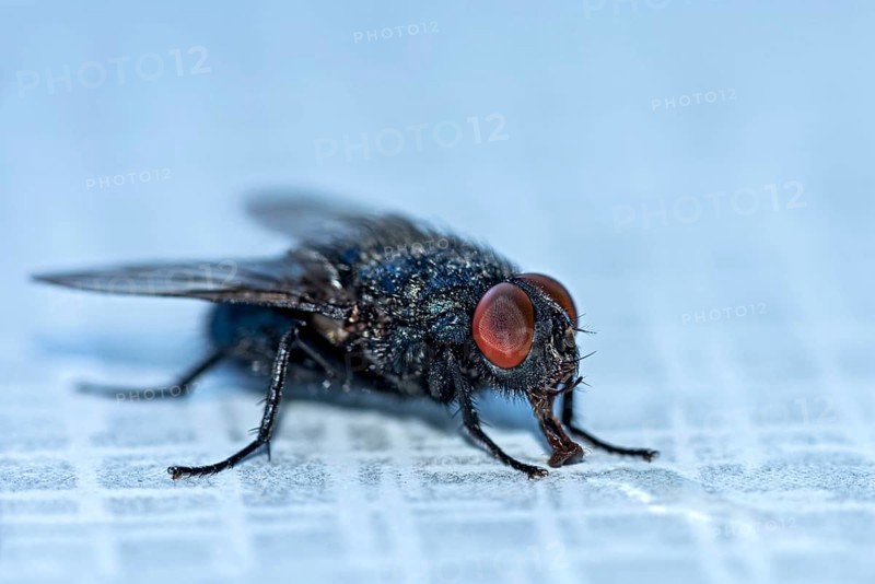 Blow fly