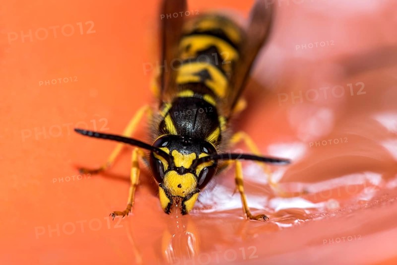 German wasp