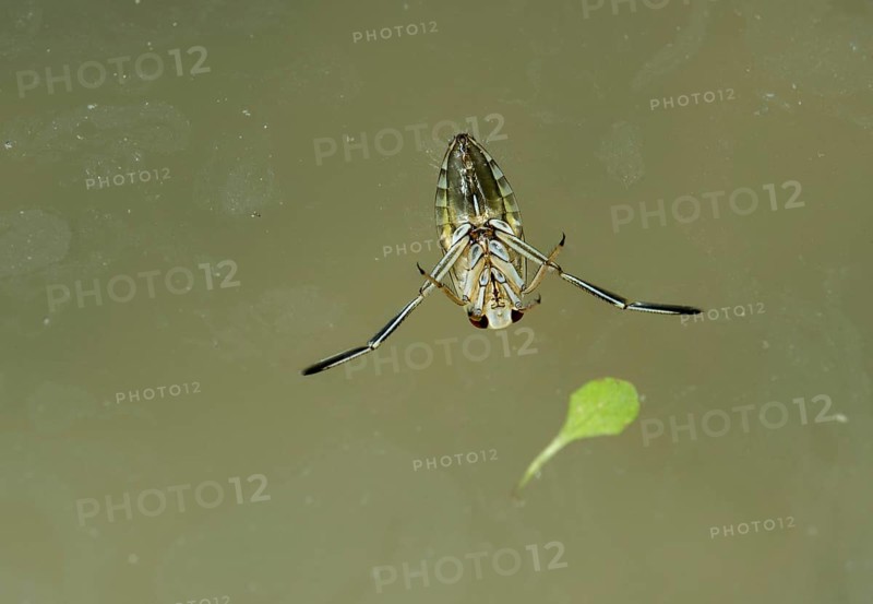 Ventral side of the water bug common backswimmer