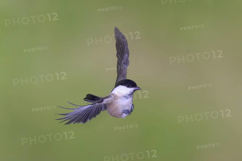 Willow tit