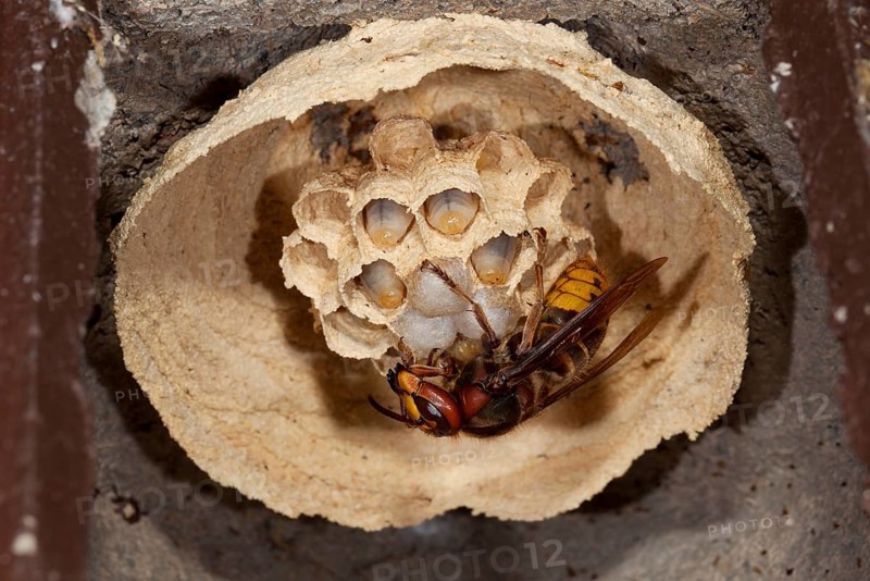 European hornet