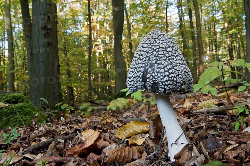 Magpie Fungus
