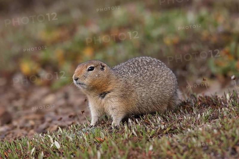 Arctic ground squirrel