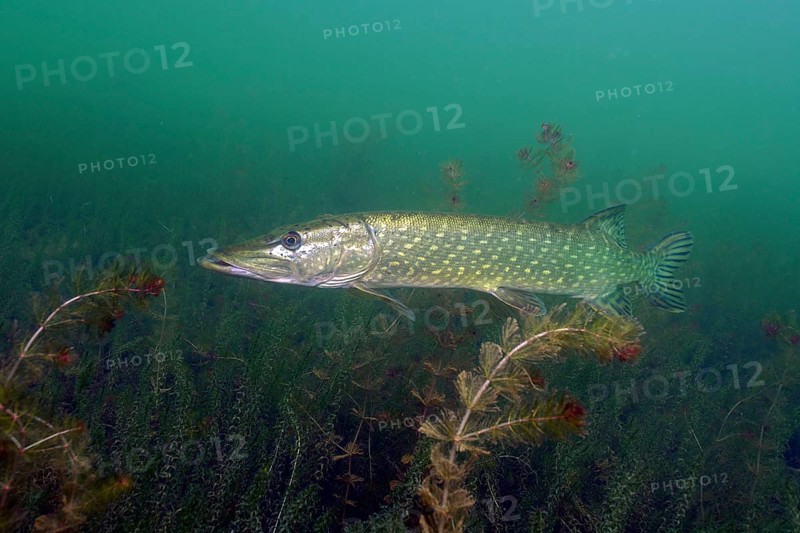 Pike