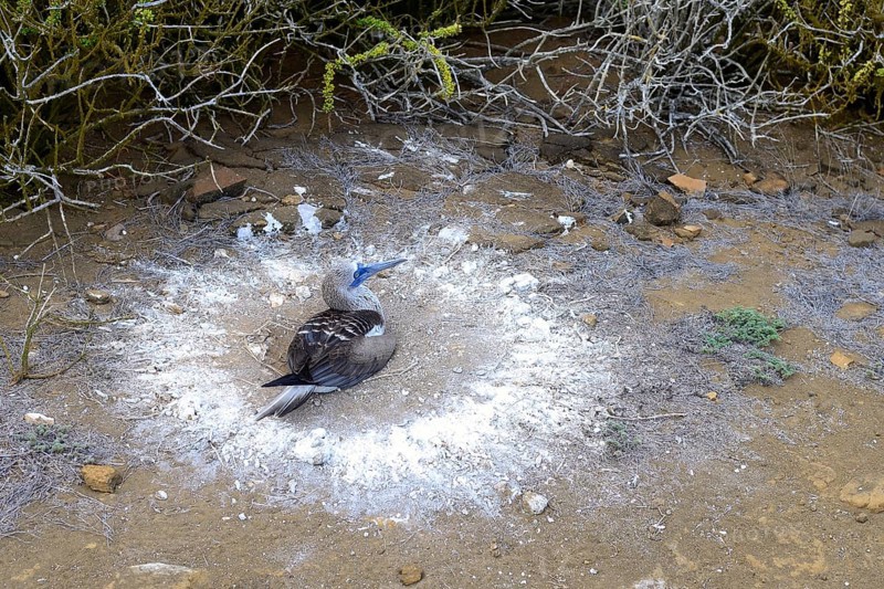 Blue-footed booby