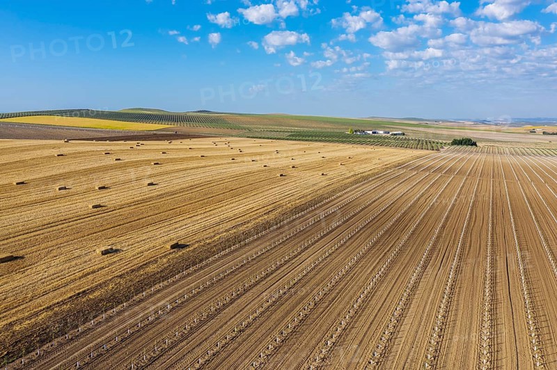 Bales of straw in cornfield after wheat harvest and cultivated young olive trees