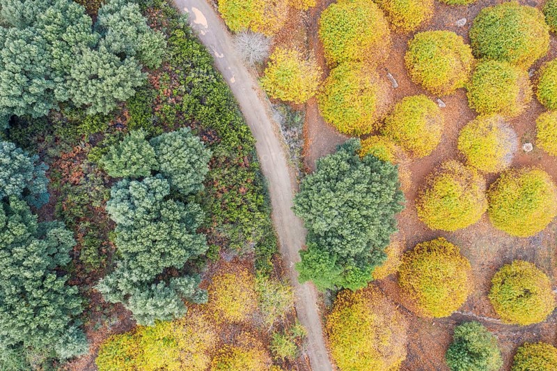 Sweet chestnut trees