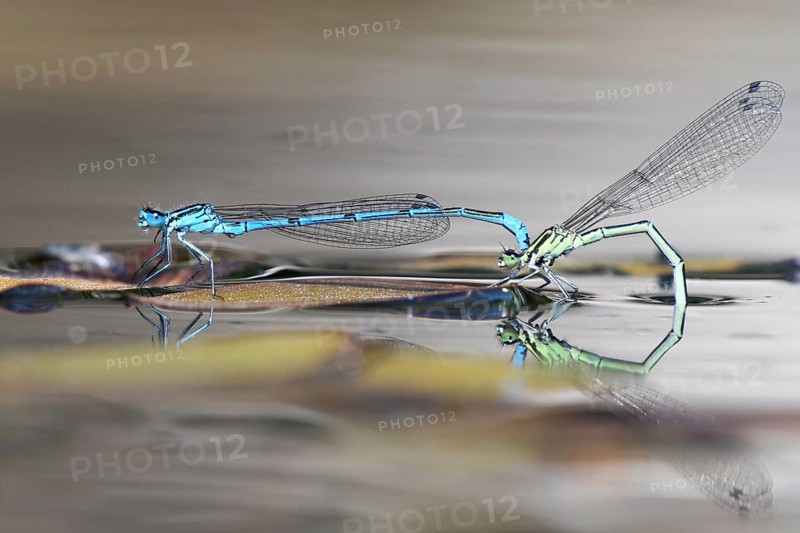 Mating of the Azure damselfly