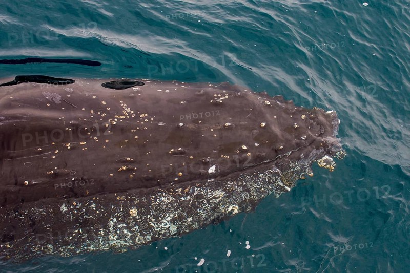 Humpback whale