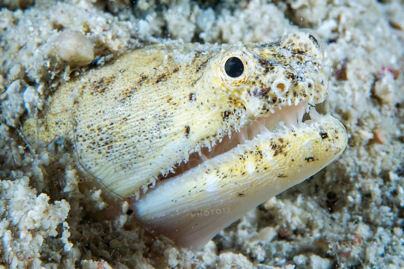 Crocodile snake eel