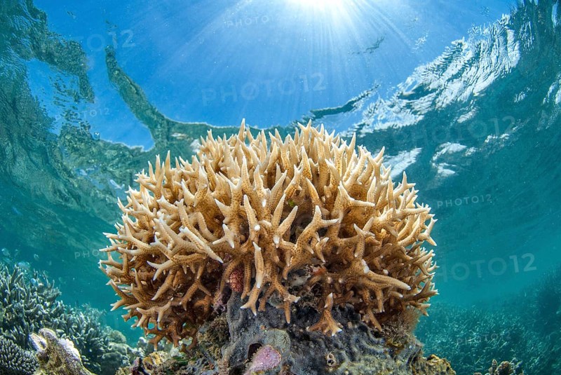 Staghorn coral