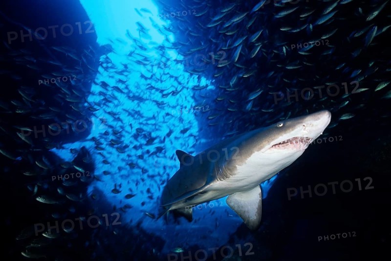 Sand tiger shark