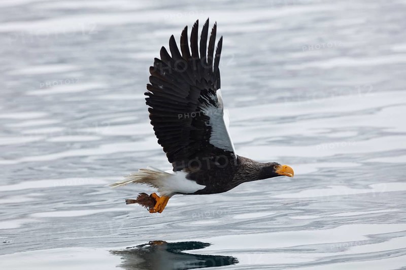 Steller's sea eagle