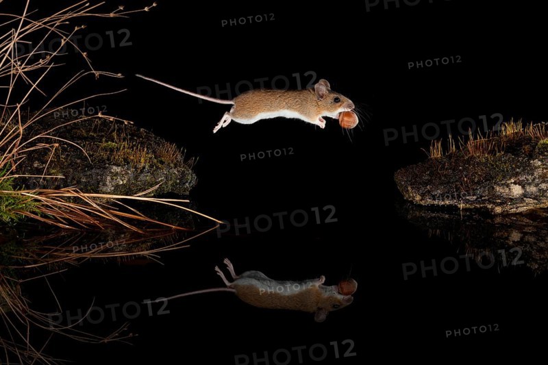 Yellow-necked mouse