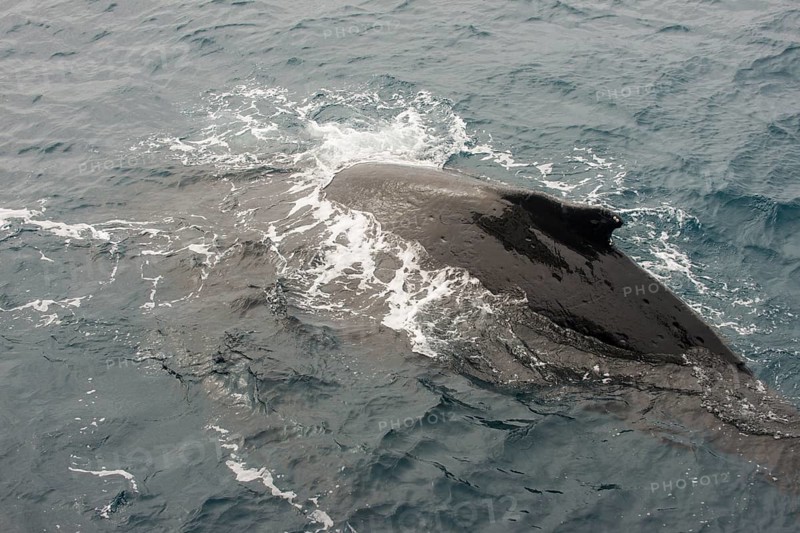 Humpback whale