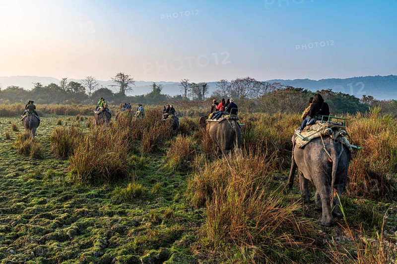 Early morning elephant ride on elephants through the elephant grass