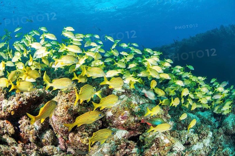 School of yellow grunts