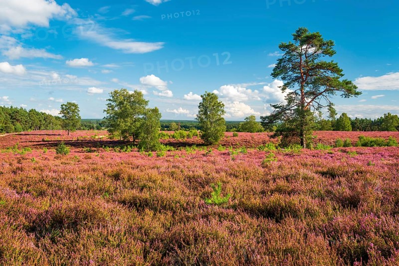 Typical heath landscape with flowering heather at Wietzer Berg