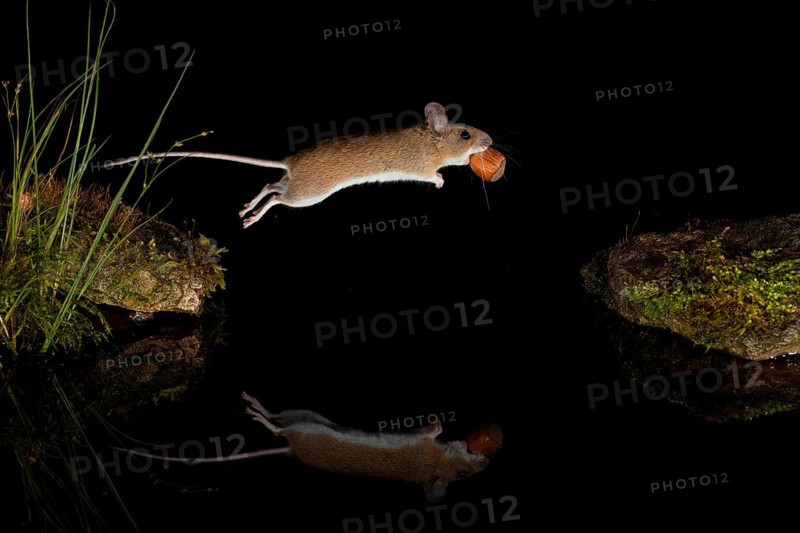 Yellow-necked mouse