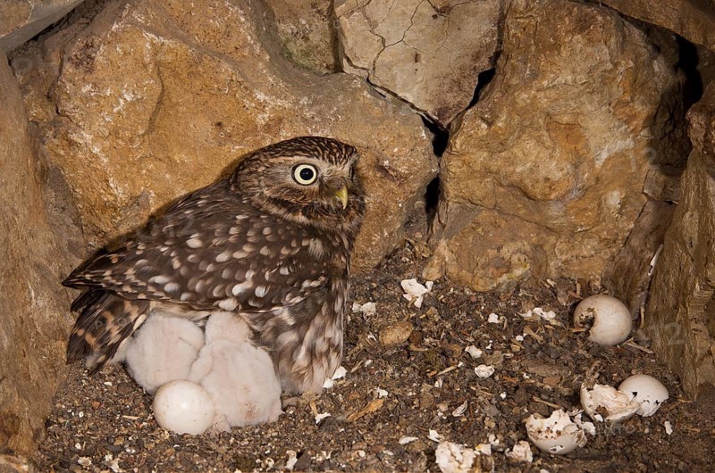 Little owl