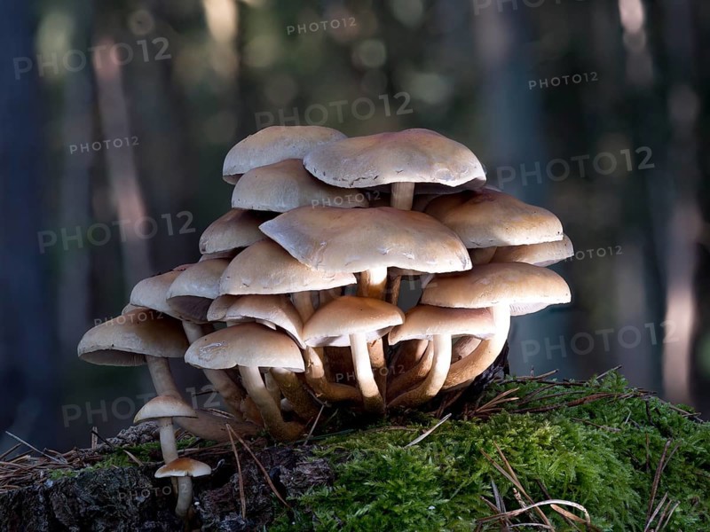 Sulphur tuft
