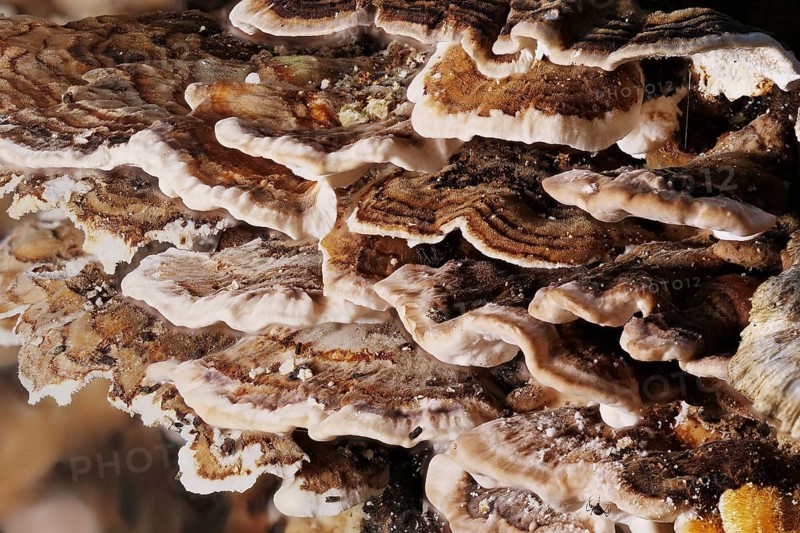 Phellinus igniarius