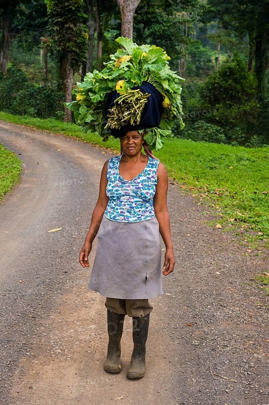 Woman carries a huge stack of vegetables on her head