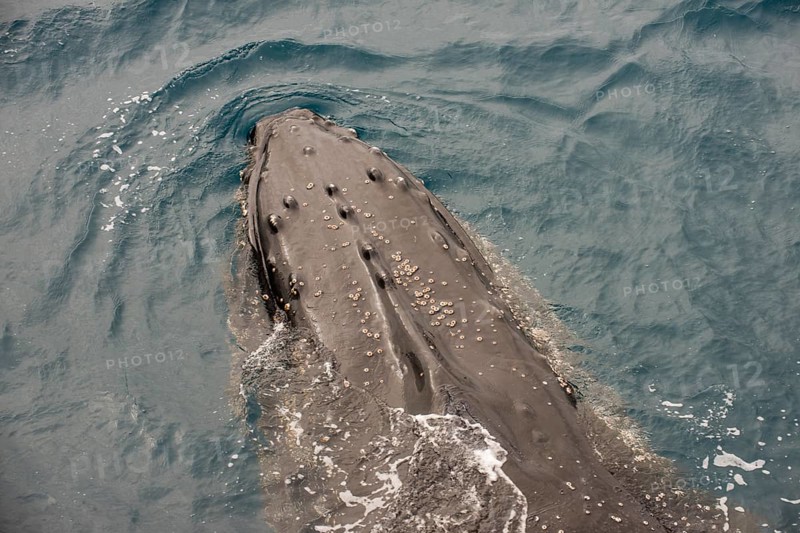 Humpback whale