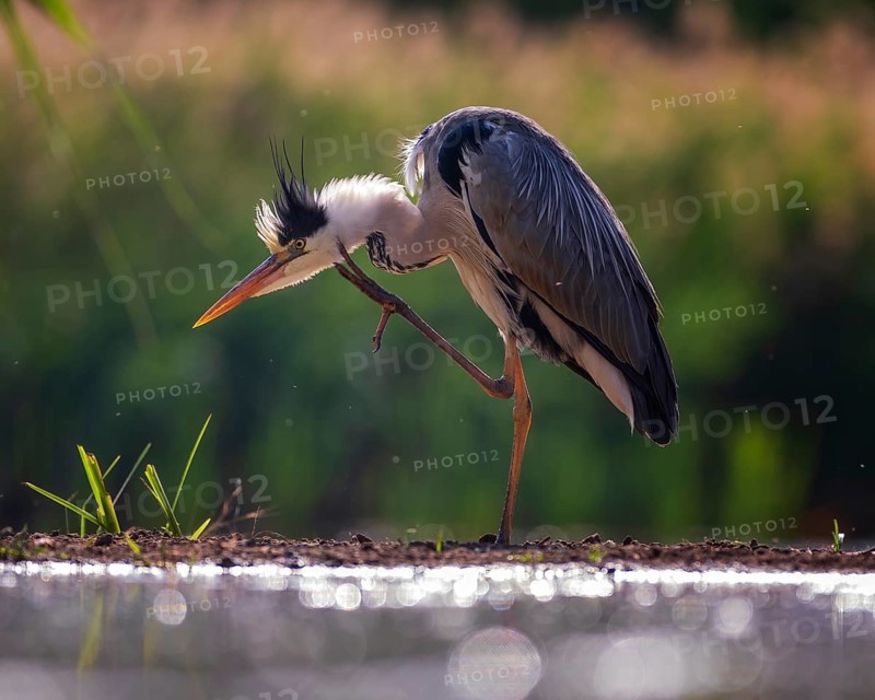 Grey heron