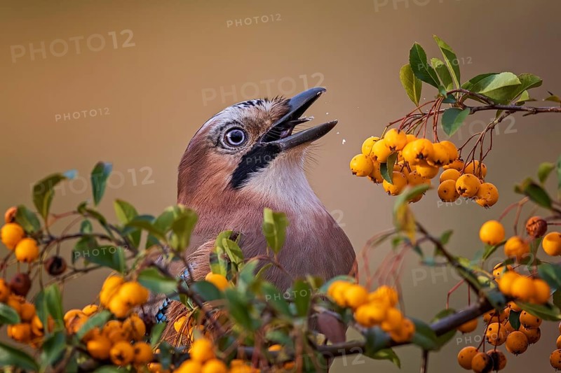Eurasian jay