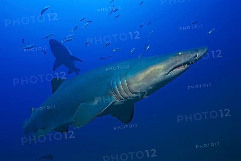 Sand tiger shark
