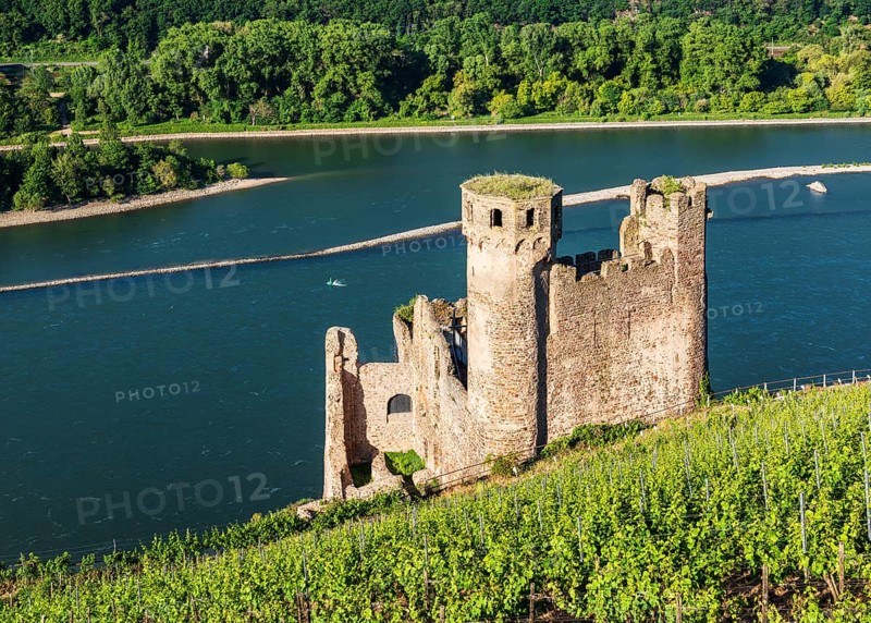Ehrenfels Castle Ruin in the Vineyards on the Rhine