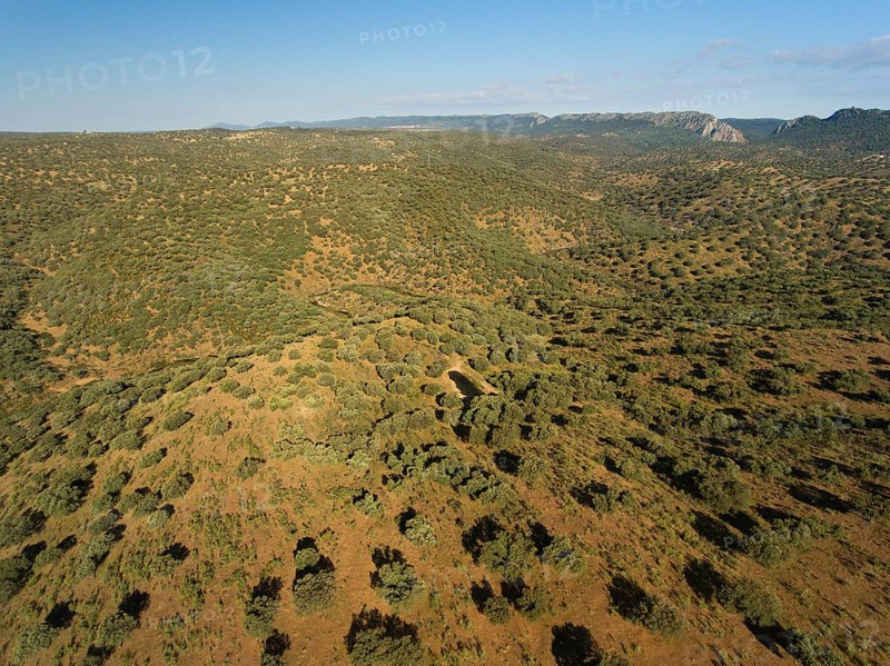 Dehesa
