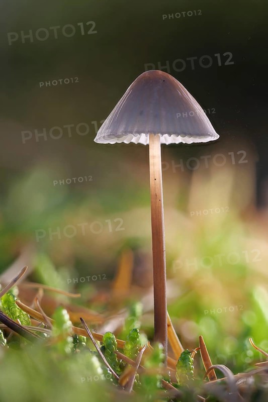 Common bonnet