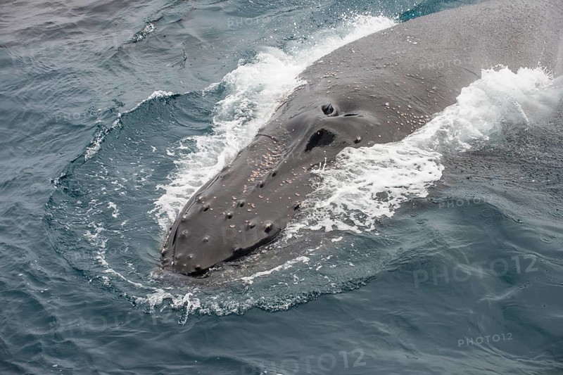 Humpback whale