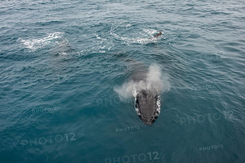 Humpback whale