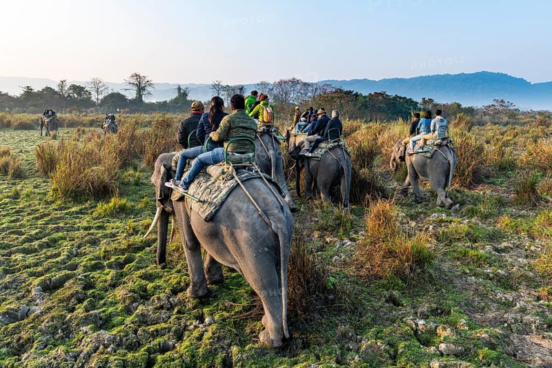 Early morning elephant ride on elephants through the elephant grass