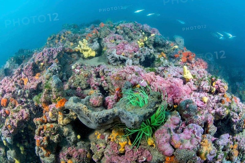 Coralligenous reef in Gulf of Lion