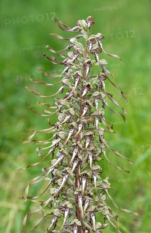 Lizard orchid
