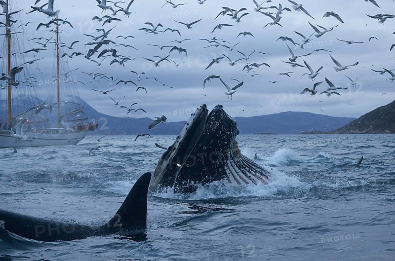 Surfacing humpback whale