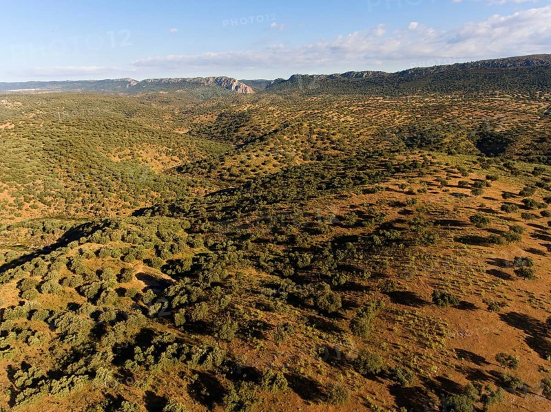 Dehesa