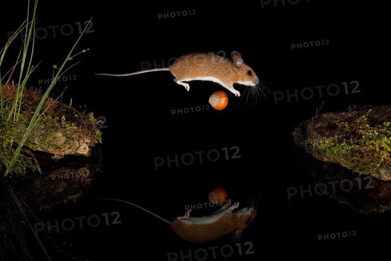 Yellow-necked mouse