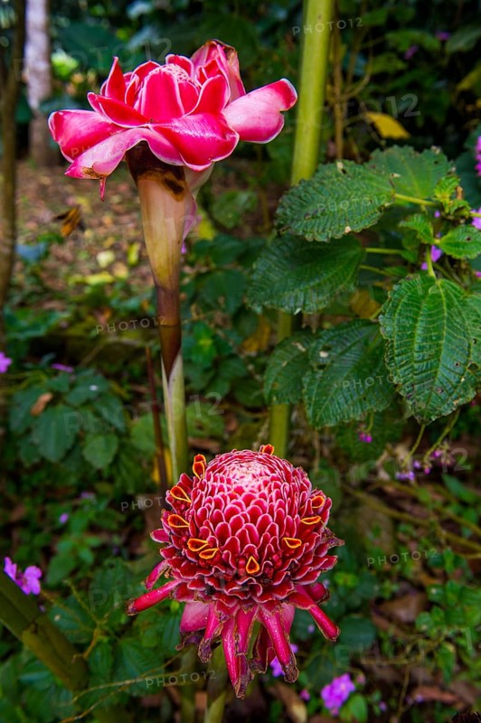 The porcelain rose